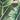 Island Green Cotton Flat Cap